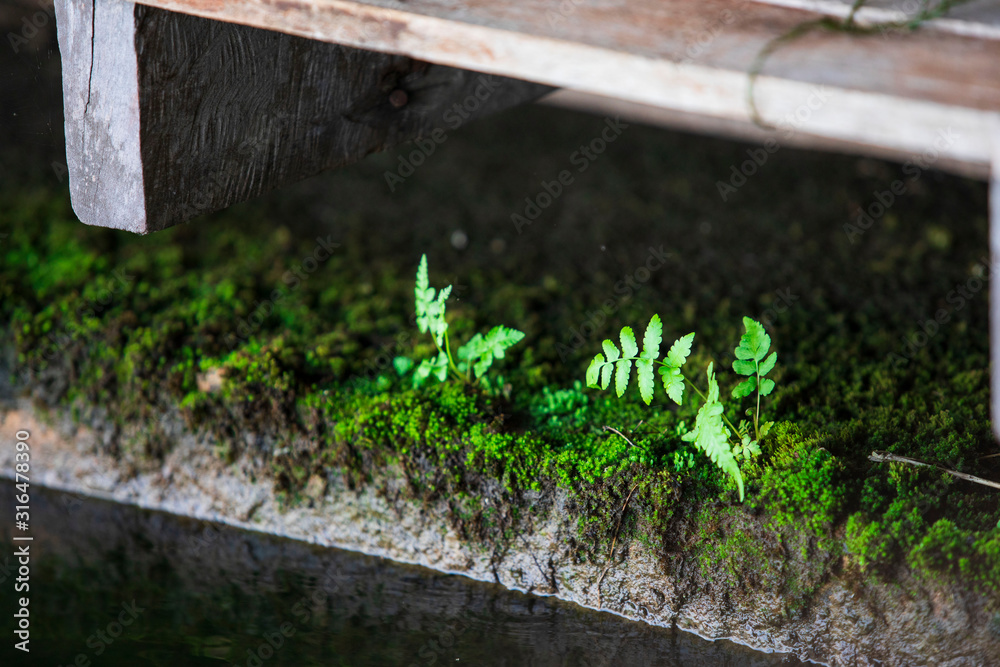 tree ferns formed on high humidity walls, moss on old walls, beautiful moss and fern