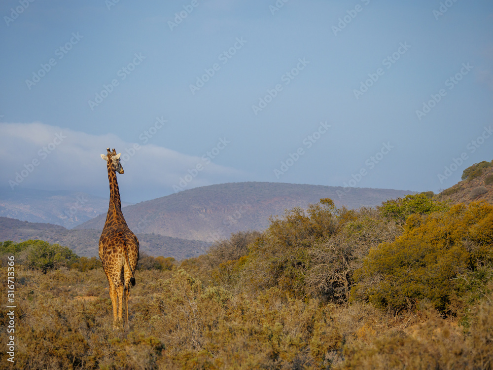 South African giraffe or Cape giraffe (Giraffa camelopardalis giraffa). Karoo, Western Cape, South A