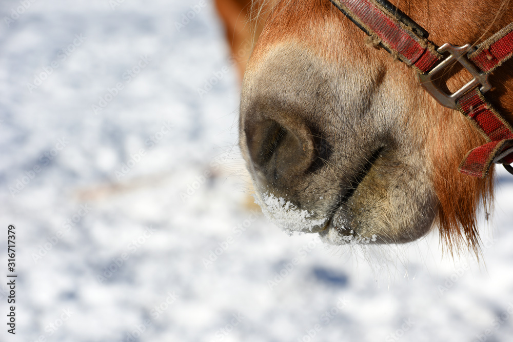 Horses winter nose at early morning in small village and ski resort Werfenweng, Austria, Europe.