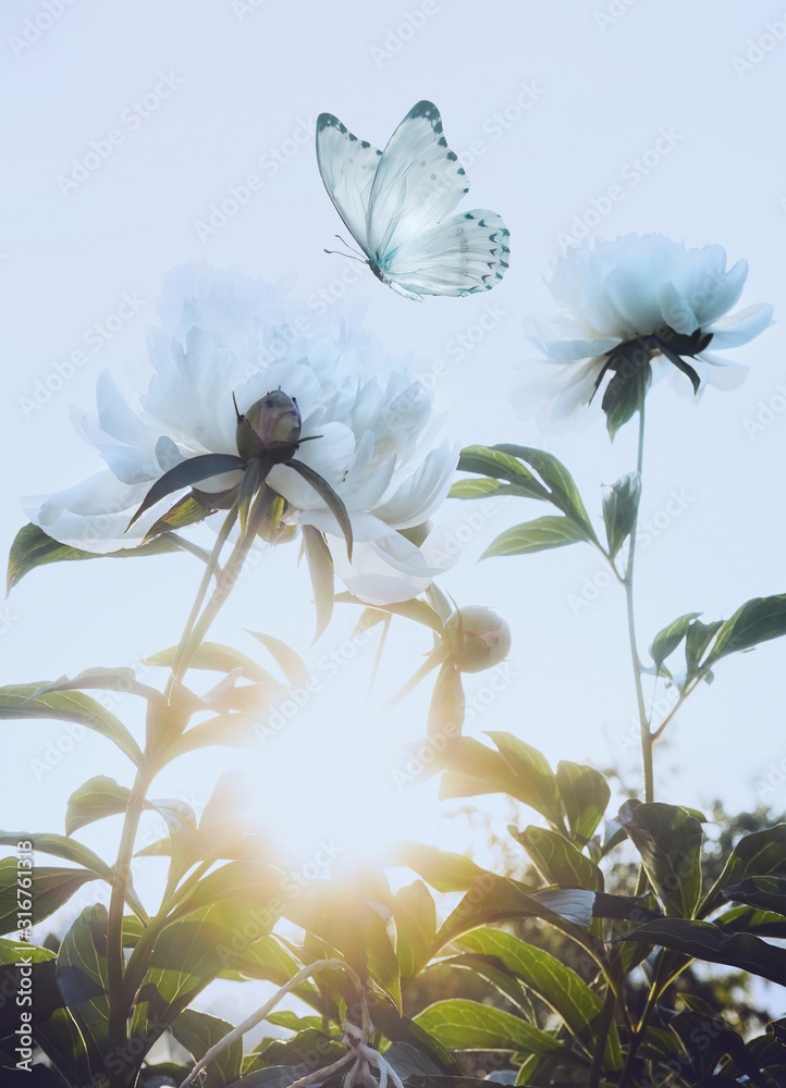 Beautiful white peony flowers and a fluttering butterfly in nature in light muted pastel colors. Gen