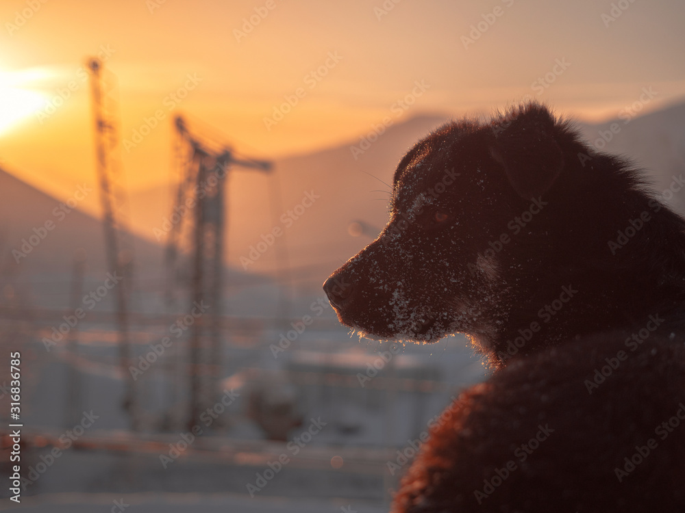 Dog on the background of a winter sunset day