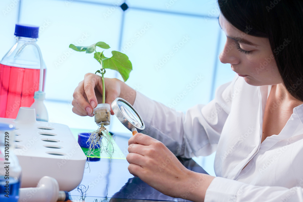 研究水培方法种植的植物。实验室里的女孩检查植物