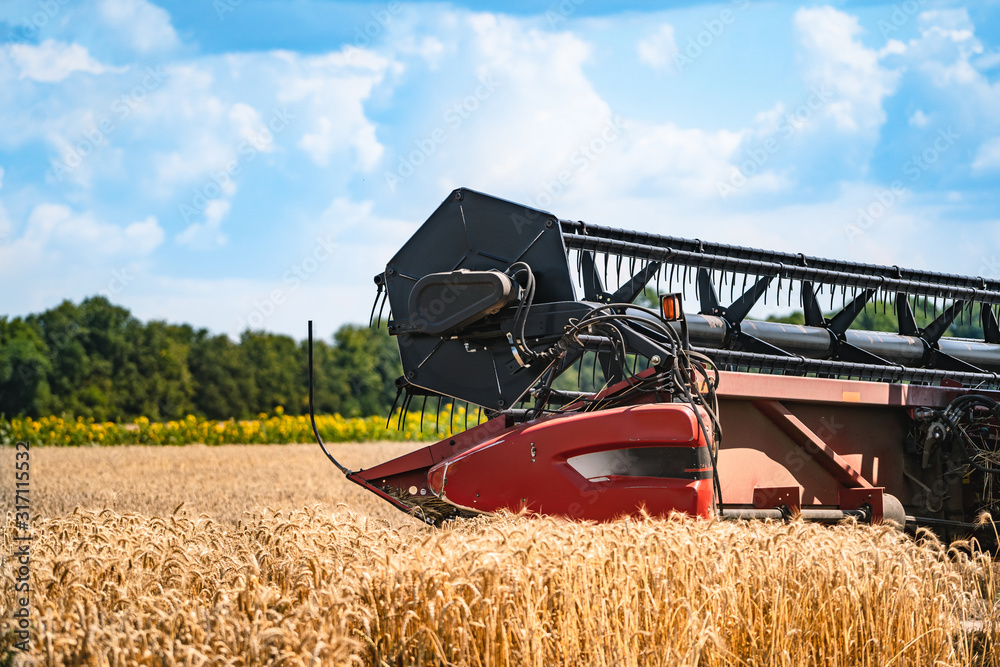 Grain harvesting equipment in the field. Harvest time. Agricultural sector