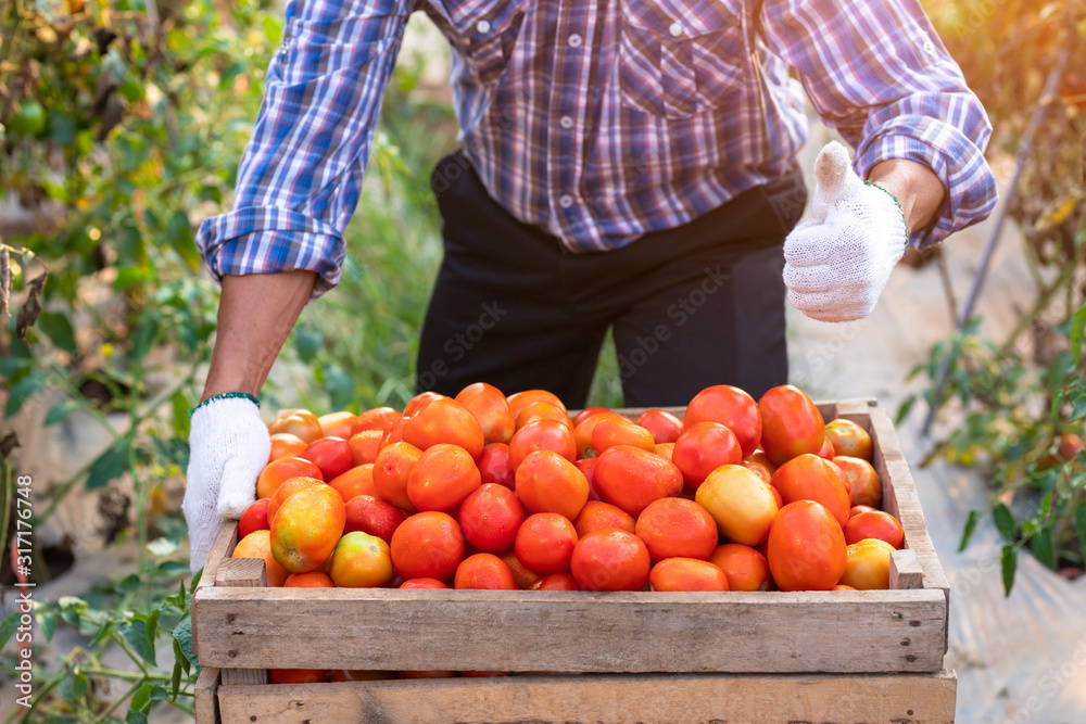 Asian farmer with fresh tomatoes collected in a wooden crate in a tomato farm.