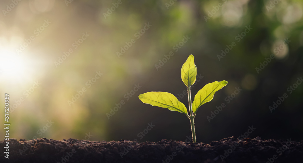 small tree growing in garden with morning light. concept eco and save earth