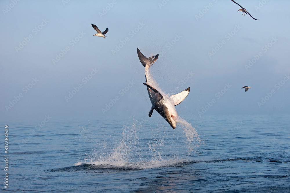 GRAND REQUIN BLANC carcharodon carcharias