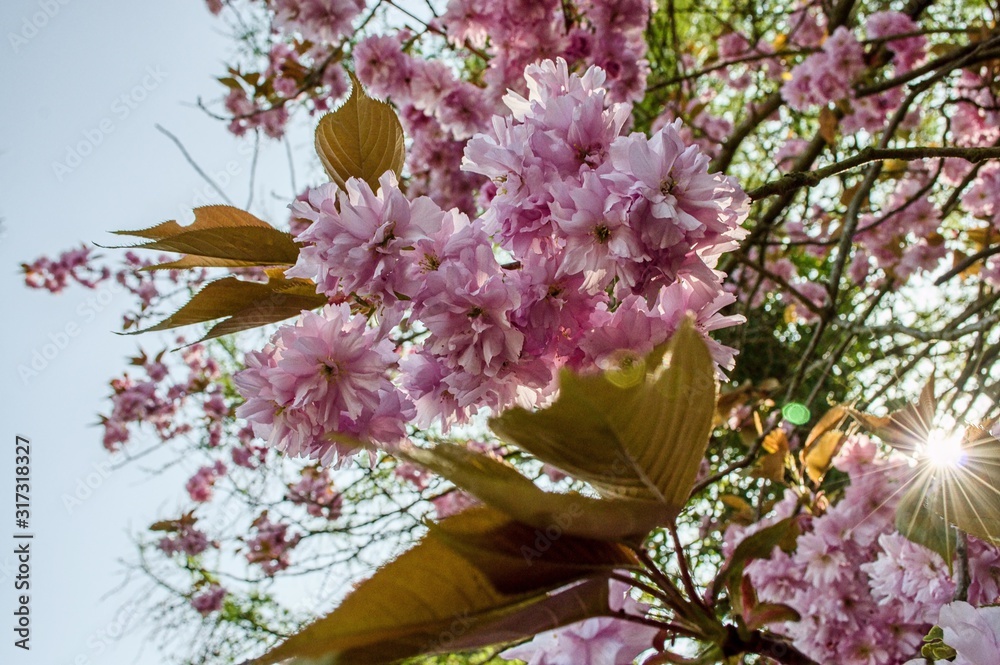 一束鲜花苏格兰白背景