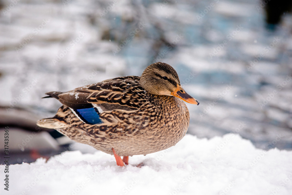 Wild duck stands in the snow on the river Bank