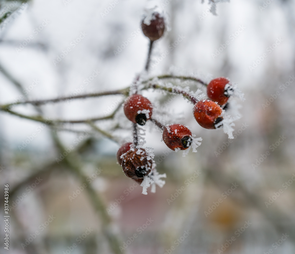 Frosted red rose hips berries