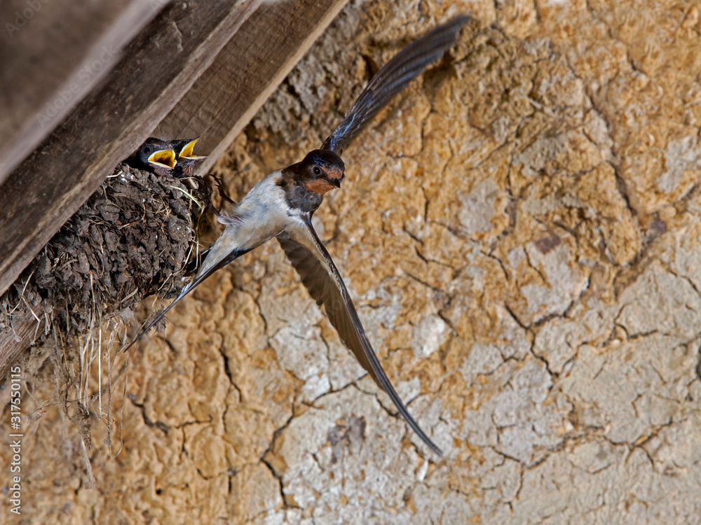 HIRONDELLE DE CHEMINEE hirundo rustica