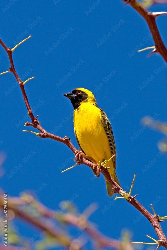 TISSERIN A TETE ROUSSE ploceus velatus