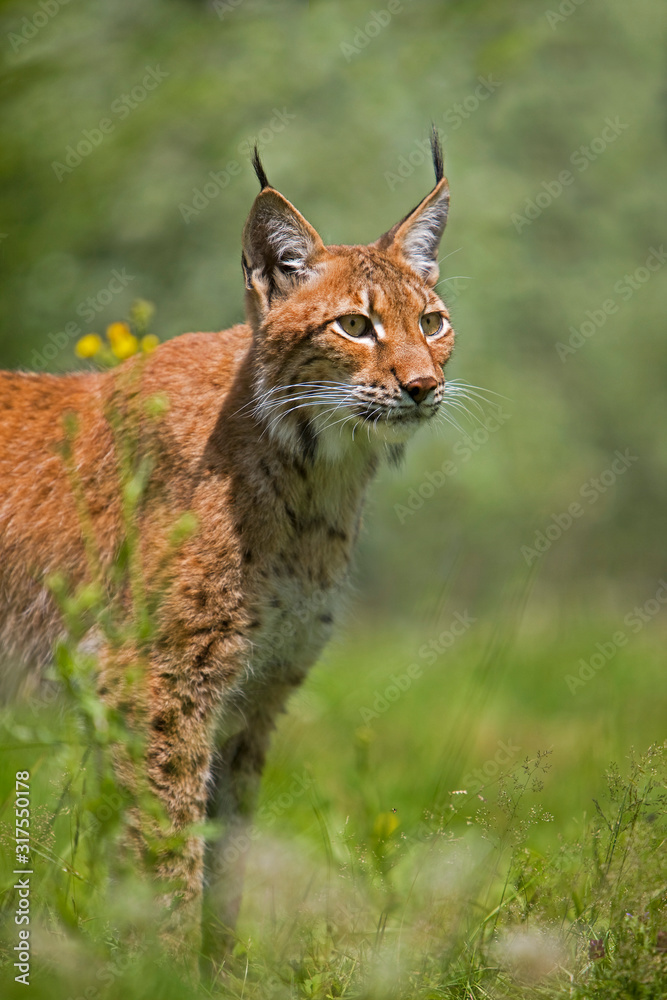 LYNX DE SIBERIE lynx lynx wrangeli