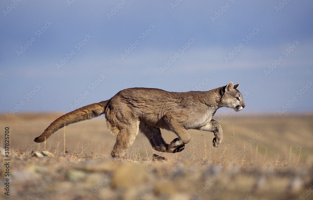 PUMA puma concolor