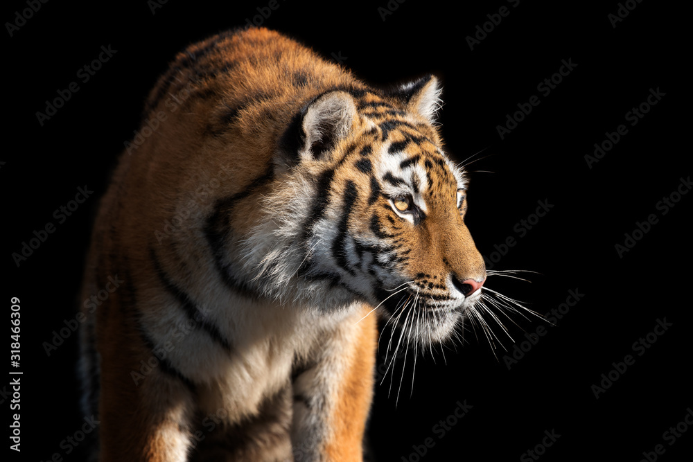 Close up face tiger isolated on black background