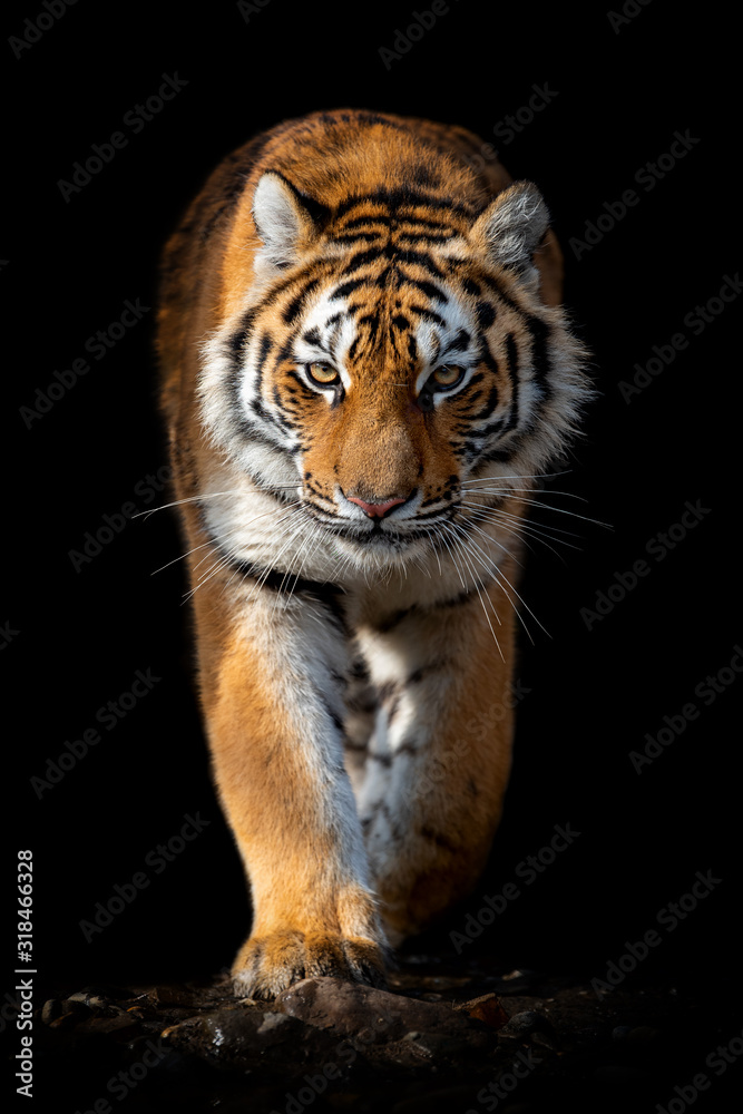 Close up face tiger isolated on black background