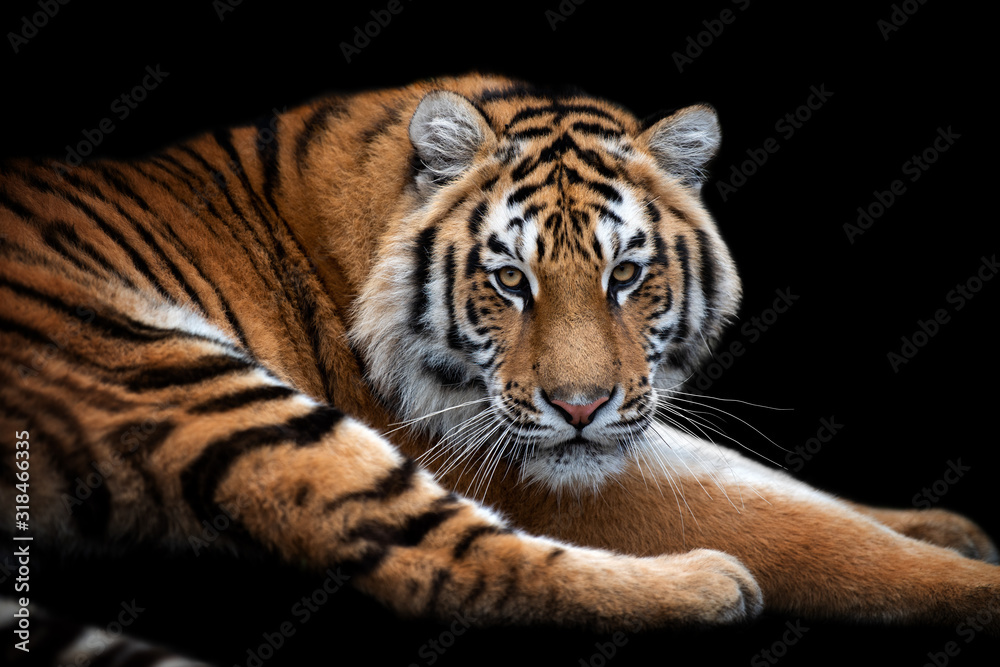 Close up face tiger isolated on black background