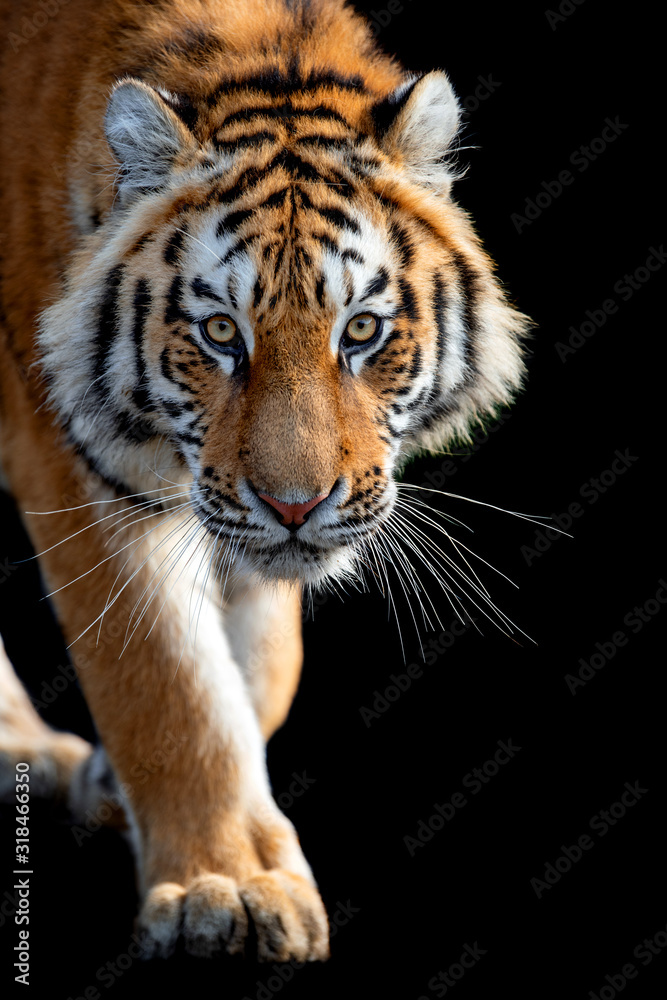 Close up face tiger isolated on black background