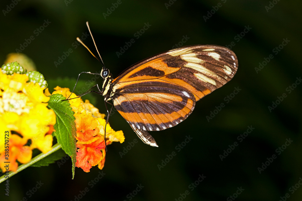 PAPILLON Eueides isabella