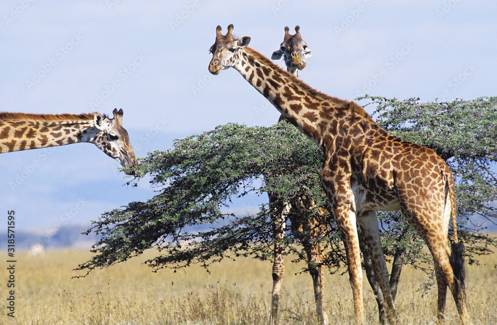 GIRAFE MASAI giraffa camelopardalis tippelskirchi