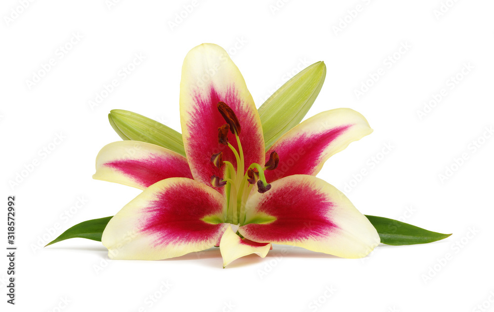  pink lilies with leaves on white