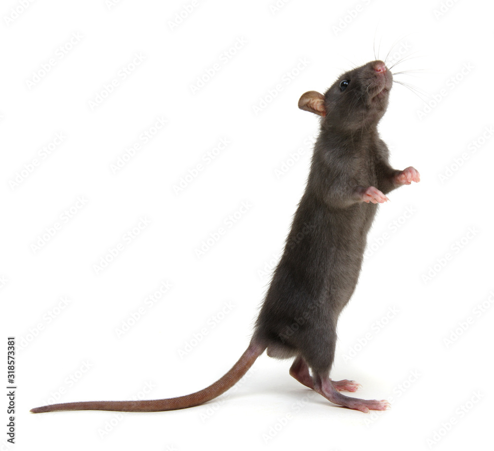 Rat standing on hind legs on white