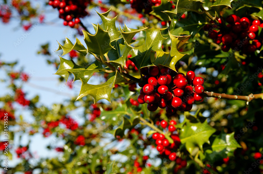 HOUX COMMUN ilex aquifolium