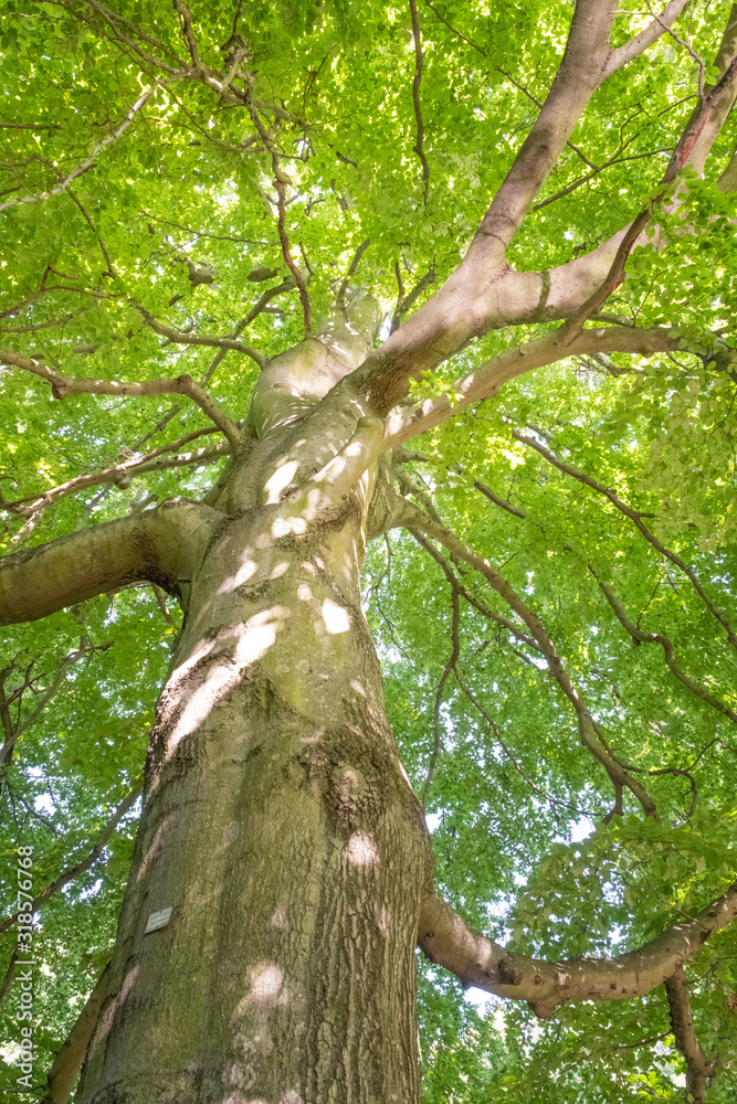 Fagus sylvatica Blick in die Krone einer alten Buche.