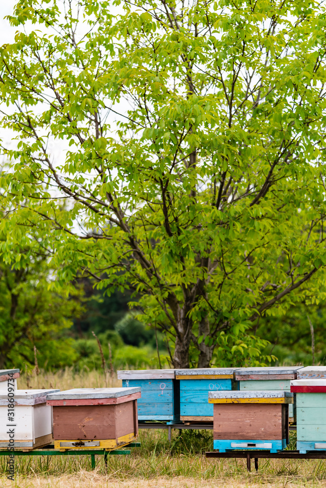 Wooden beehive and bees. Plenty of bees at the entrance of old beehive in apiary. Working bees on pl