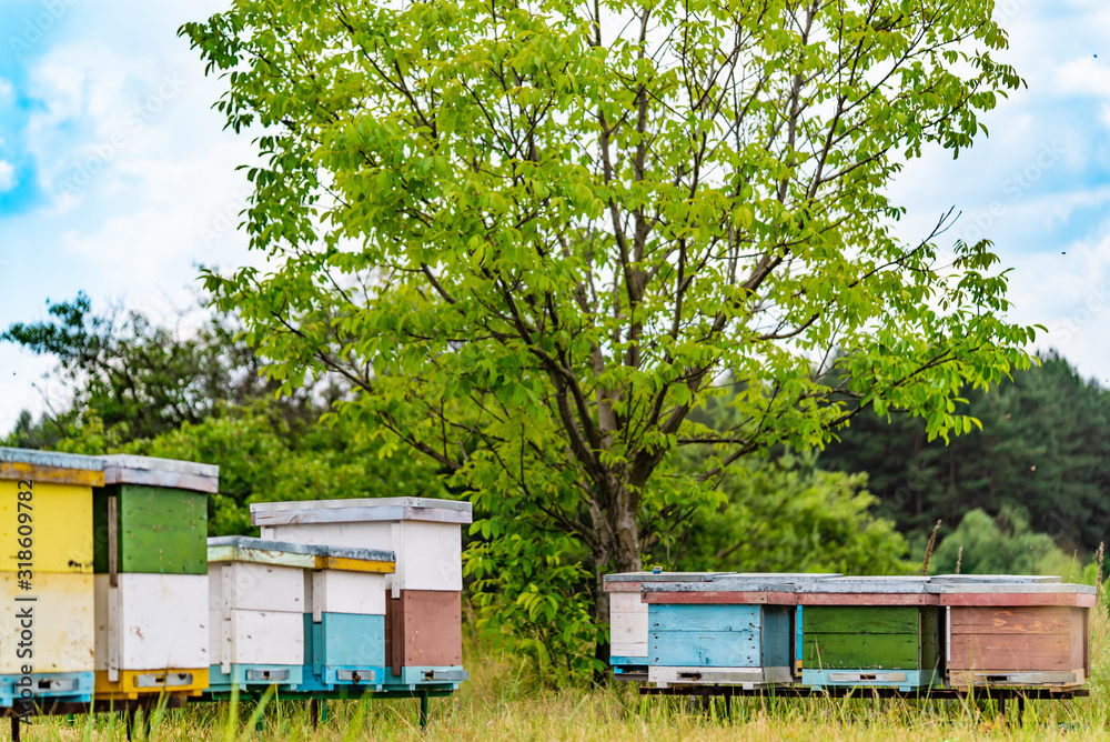 Hives in an apiary. Life of worker bees. Work bees in hive. Apiculture.