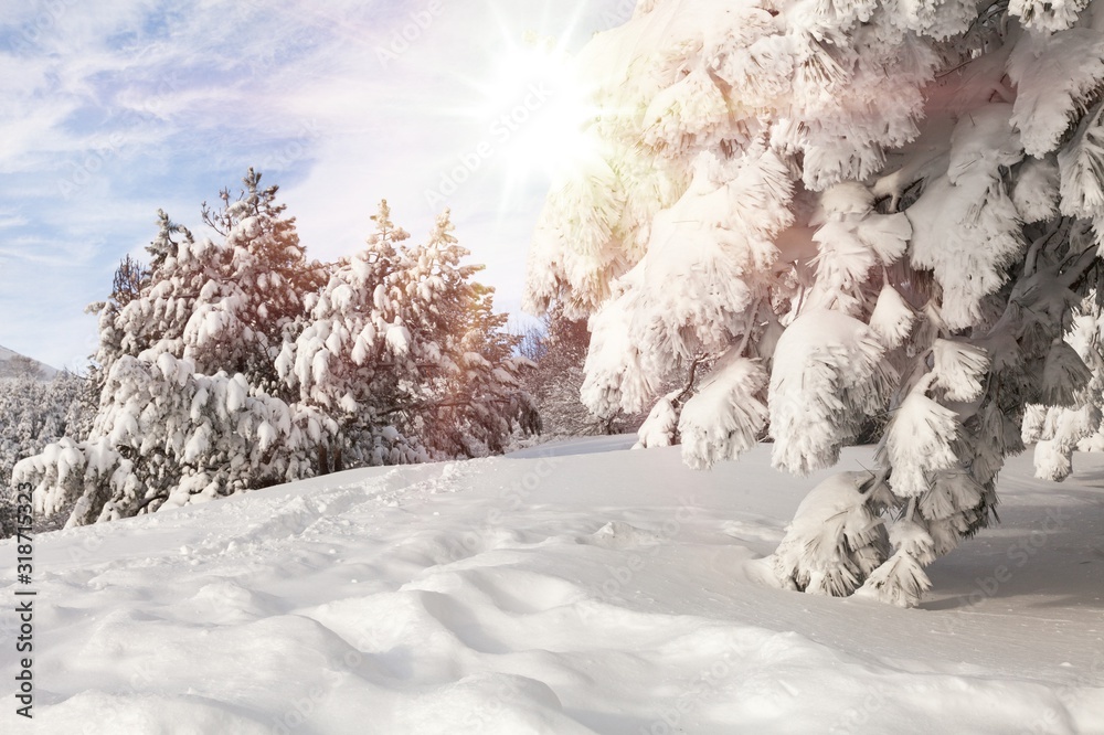 冬季白雪皑皑的树木，令人惊叹的景观