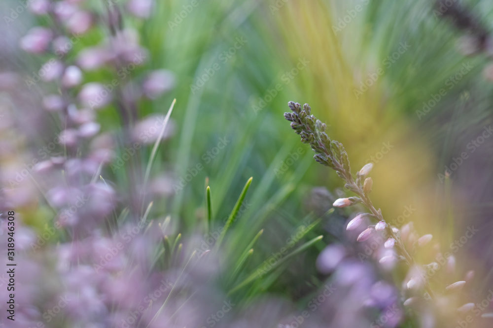 Nature spring or summer background. Abstract blurred purple pink flowers with green grass. Beautiful