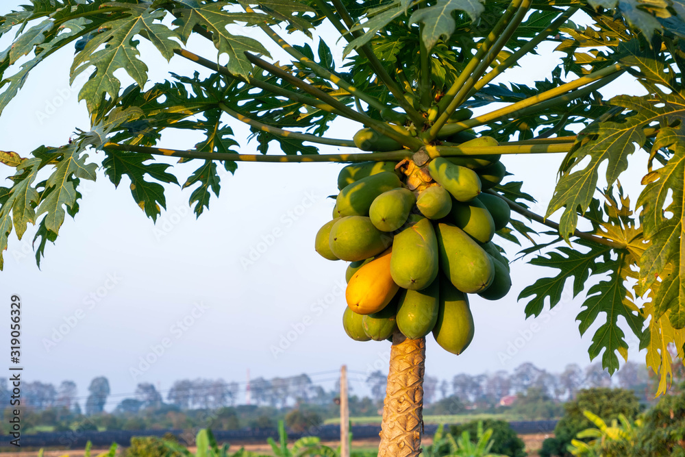 fresh papaya tree with bunch of fruits