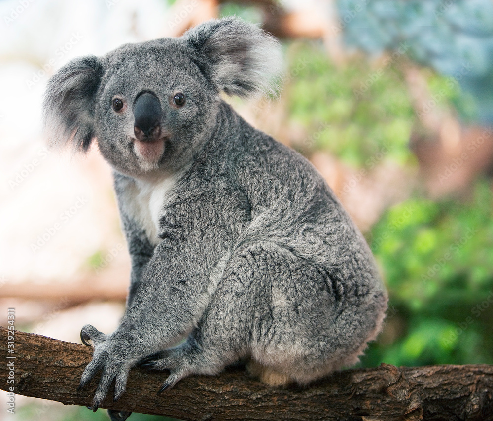 KOALA phascolarctos cinereus