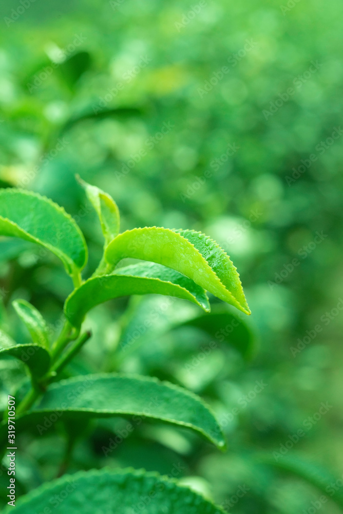 模糊背景和阳光下的绿叶特写自然景观，清新壁纸概念