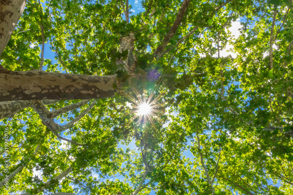 Sonnenstrahlen scheinen durch Blätterdach