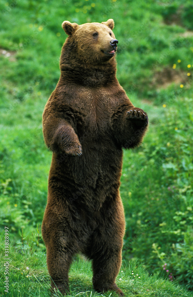 OURS BRUN ursus arctos