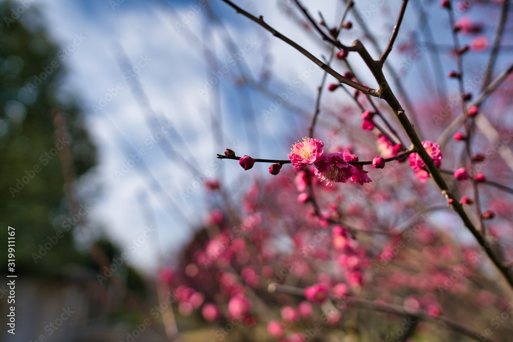 梅の花