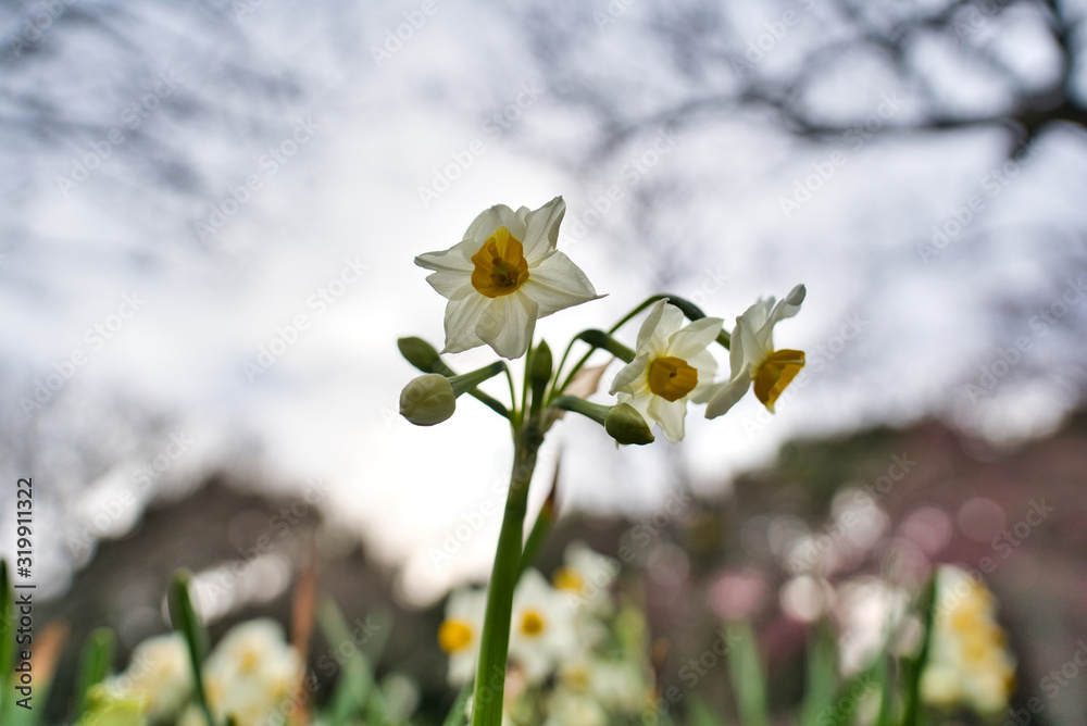 スイセンの花