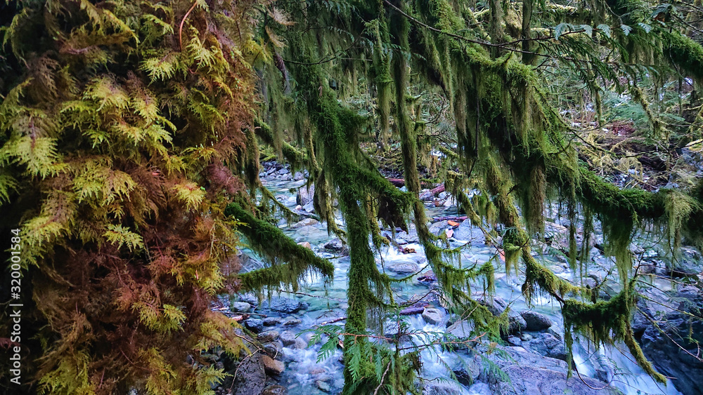 CLOSE UP: Moss covered branches stretch over a glassy river in British Columbia.