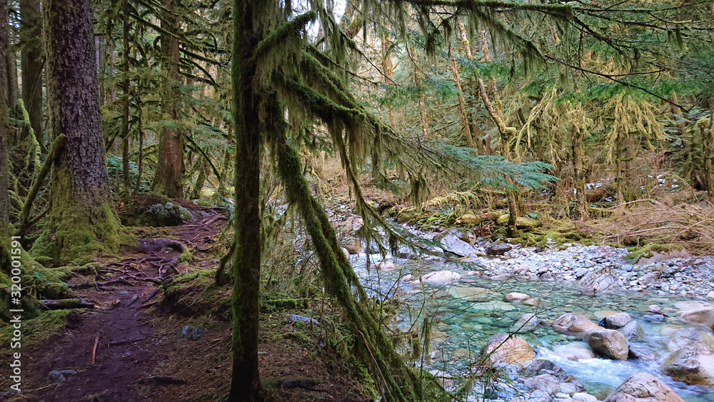 Empty forest trail runs through the rainforest and along a mountain stream.