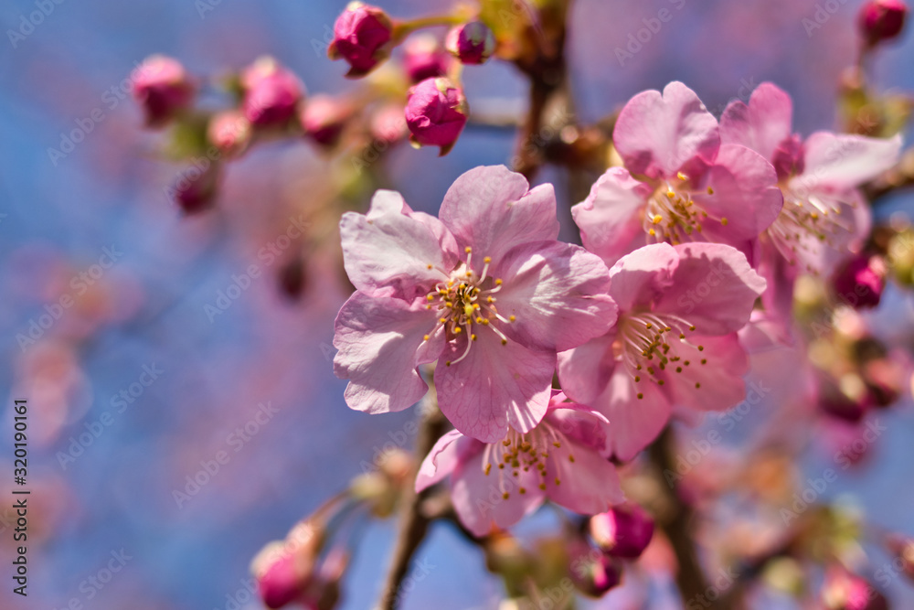 京都淀　満開の河津桜