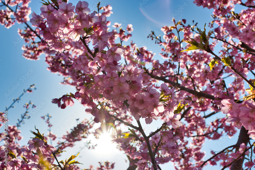 京都淀　満開の河津桜