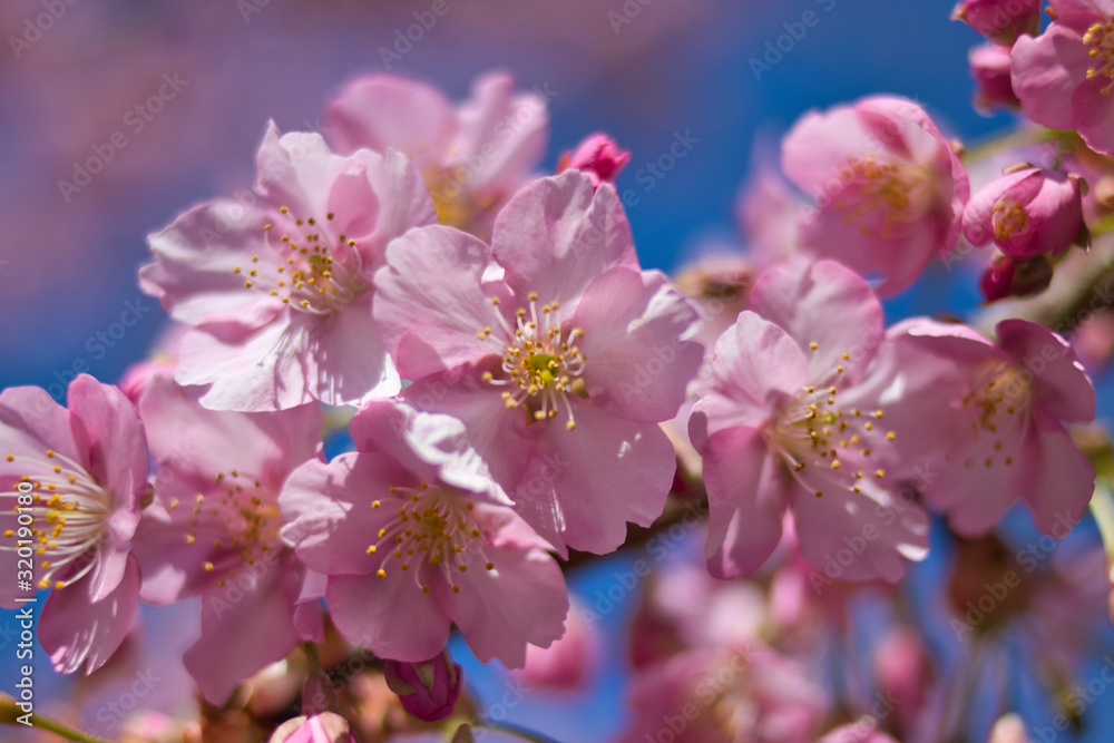 京都淀　満開の河津桜