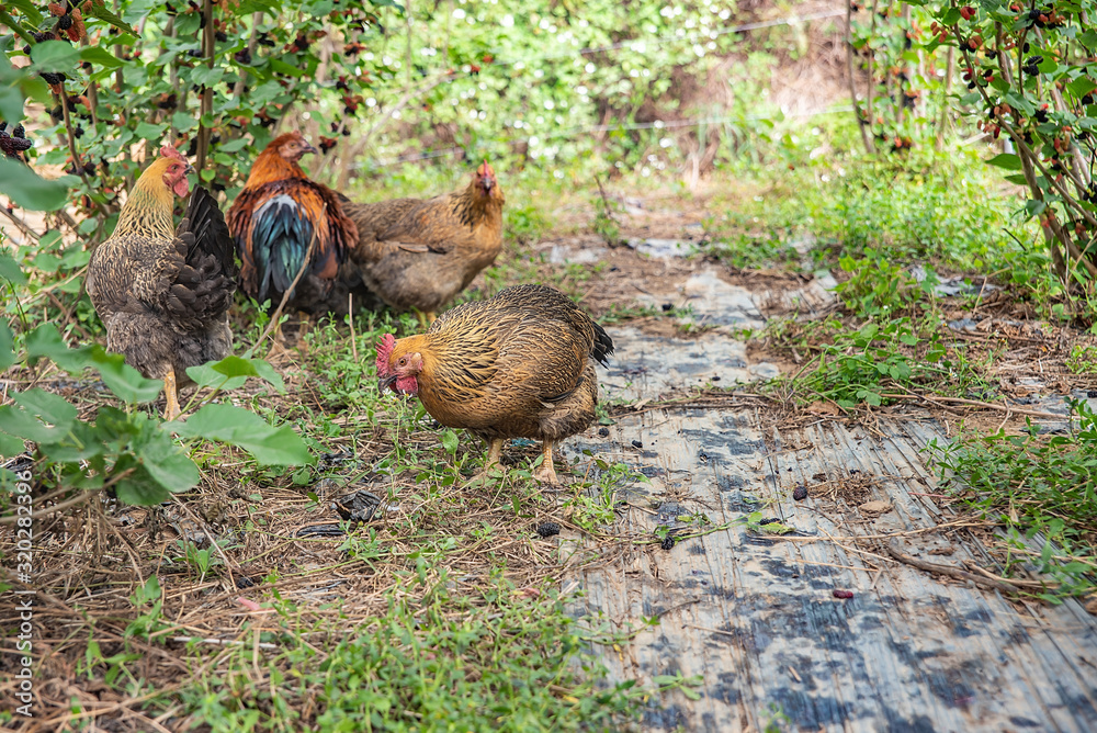 Farm chicken walking on a farm orchard