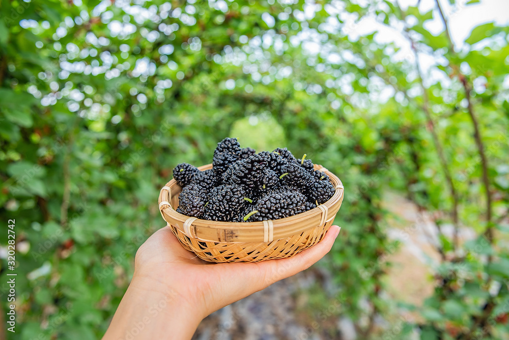 Fresh black mulberries picked in a bamboo dish in a farm orchard