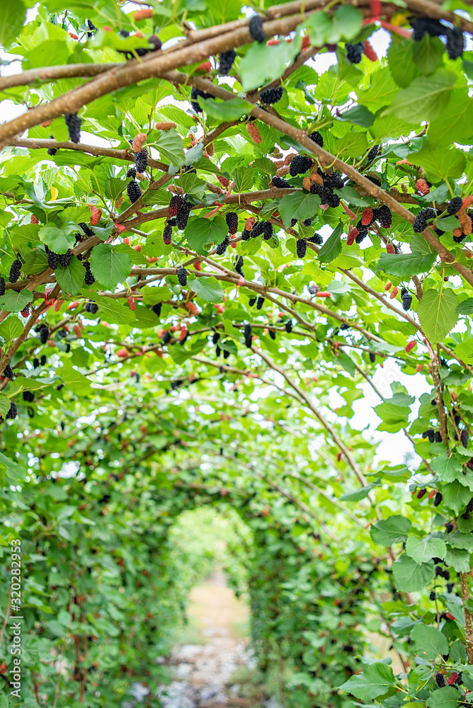 Mulberries on the orchard farm