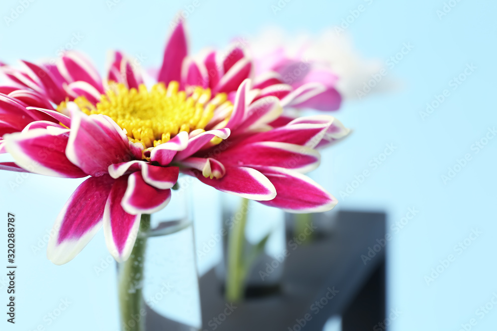 Test tubes with flowers on color background, closeup