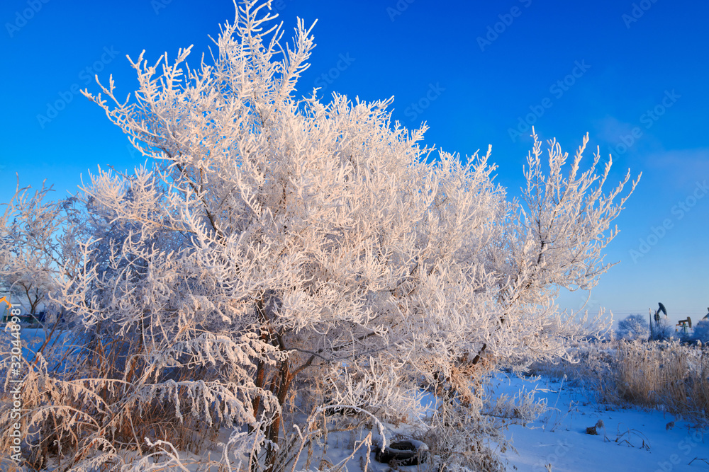 Soft rime and snow scenic of winter season