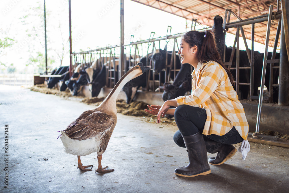  farmer asian business owner She is talking to goose