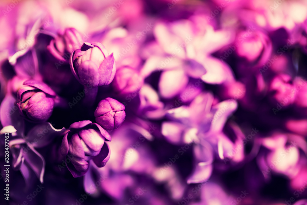 Purple lilac flowers in blossom close-up